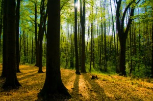 unserwald unserwald