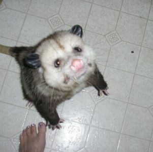 Possum