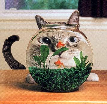 cat_fishglass