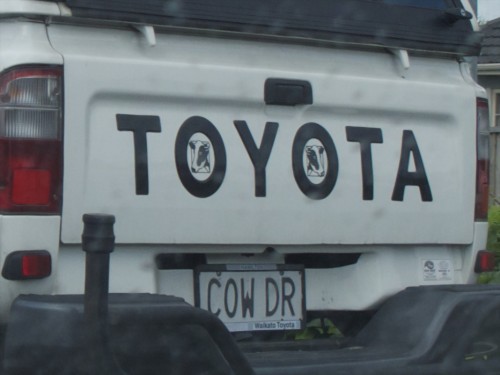 Cow DR
